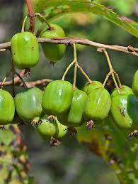 Attēlu rezultāti vaicājumam “Actinidia kolomikta fruit”