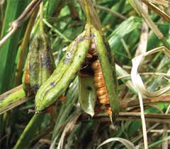 Attēlu rezultāti vaicājumam “Iris pseudacorus fruit”