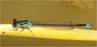 Attēlu rezultāti vaicājumam “Ischnura pumilio”