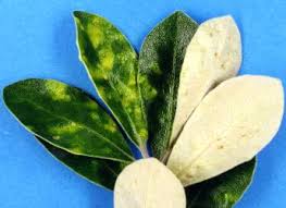 Attēlu rezultāti vaicājumam “Trioza dispar nymph”