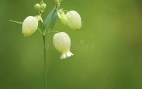 Attēlu rezultāti vaicājumam “Silene vulgaris bud”