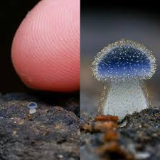 Attēlu rezultāti vaicājumam “Collaria arcyrionema macro”