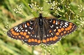 Attēlu rezultāti vaicājumam “Euphydryas maturna larva”