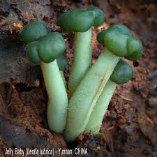 Attēlu rezultāti vaicājumam “Nowellia curvifolia sporophyte”