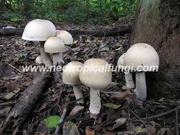 Image result for macrocybe titans