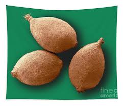 Attēlu rezultāti vaicājumam “Urtica dioica fruit”