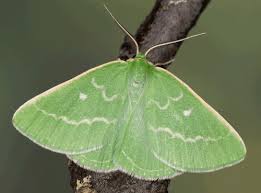 Attēlu rezultāti vaicājumam “Thetidia smaragdaria”