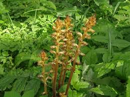 Attēlu rezultāti vaicājumam “Orobanche reticulata”