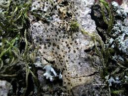 Attēlu rezultāti vaicājumam “Arthonia spadicea”