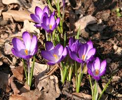 Attēlu rezultāti vaicājumam “Crocus vernus subsp. vernus flower”