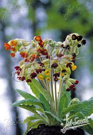 Image result for Primula veris