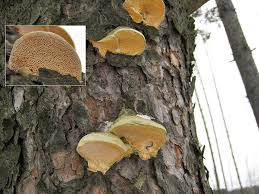 Attēlu rezultāti vaicājumam “Diplomitoporus flavescens”