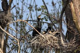 Attēlu rezultāti vaicājumam “Phalacrocorax carbo nest”