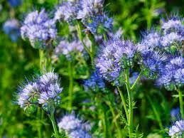 Image result for Phacelia