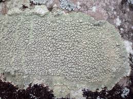 Attēlu rezultāti vaicājumam “Pertusaria pertusa”