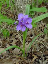 Attēlu rezultāti vaicājumam “Tradescantia virginiana flower”