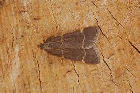 Attēlu rezultāti vaicājumam “Hypsopygia glaucinalis”