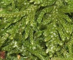 Attēlu rezultāti vaicājumam “Hypnum pallescens sporophyte”