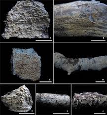 Attēlu rezultāti vaicājumam “Basidioradulum radula”