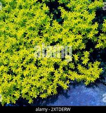 Image result for Mauerpfeffer