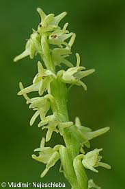 Attēlu rezultāti vaicājumam “Herminium monorchis fruit”
