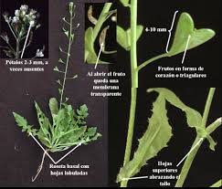 Attēlu rezultāti vaicājumam “Capsella bursa-pastoris”