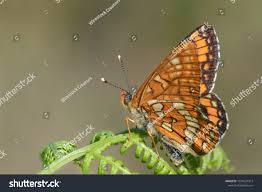 Attēlu rezultāti vaicājumam “Euphydryas maturna pupa”