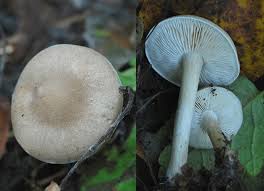 Image result for Melanoleuca rasilis var. pseudoluscina