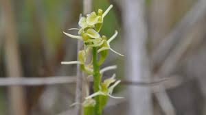 Attēlu rezultāti vaicājumam “Liparis loeselii flower”