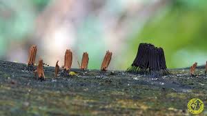 Attēlu rezultāti vaicājumam “Stemonitis lignicola macro”