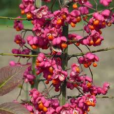 Attēlu rezultāti vaicājumam “Euonymus europaeus fruit”