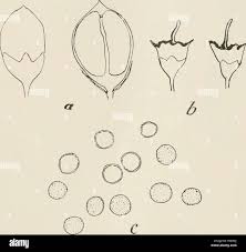 Attēlu rezultāti vaicājumam “Sphacelotheca hydropiperis”