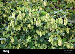 Attēlu rezultāti vaicājumam “Humulus lupulus fruit”