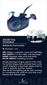 Image result for Bathytoshia brevicaudata