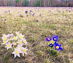Attēlu rezultāti vaicājumam “Pulsatilla patens”