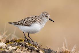 Image result for Calidris pusilla