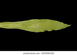 Attēlu rezultāti vaicājumam “Cynoglossum officinale leaf”