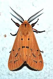 Attēlu rezultāti vaicājumam “Spilosoma lutea imago”