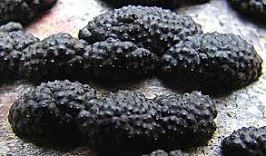 Attēlu rezultāti vaicājumam “Hypoxylon multiforme”