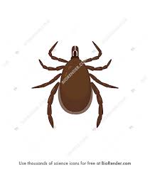 Attēlu rezultāti vaicājumam “Ixodes male”