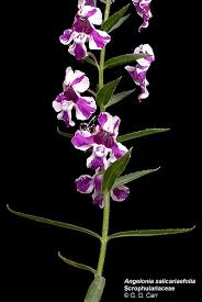 Attēlu rezultāti vaicājumam “Scrophulariaceae”