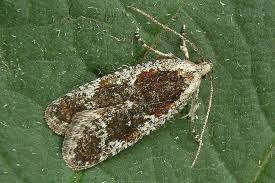 Attēlu rezultāti vaicājumam “Agonopterix hypericella imago”