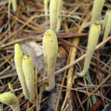 Attēlu rezultāti vaicājumam “Clavariadelphus ligula”