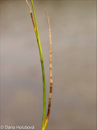 Attēlu rezultāti vaicājumam “Juncus articulatus”