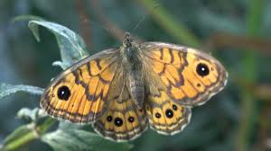 Attēlu rezultāti vaicājumam “Lasiommata megera underside”