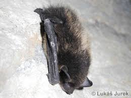 Attēlu rezultāti vaicājumam “Eptesicus nilssonii”