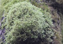 Attēlu rezultāti vaicājumam “Antitrichia curtipendula macro”