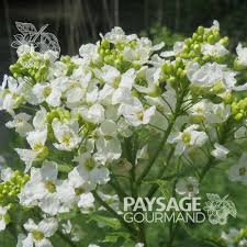 Attēlu rezultāti vaicājumam “Armoracia rusticana flower”