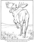 Moose coloring page