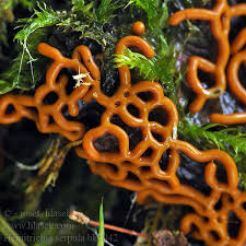 Attēlu rezultāti vaicājumam “Hemitrichia serpula macro”